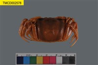 藏品(斯氏沙蟹)的圖片